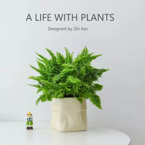 正品玛丽莎蕾丝棉花糖蕨类植物
