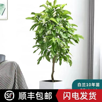 白兰花玉兰树苗花卉植物室内庭院易活带花苞四季好养黄角兰盆栽