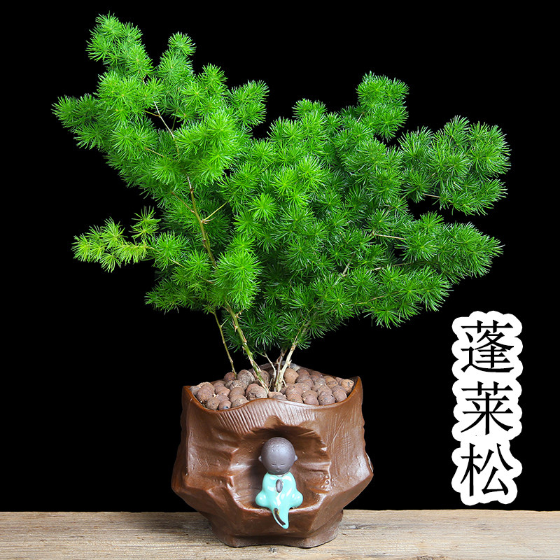 蓬莱松盆栽室内好养招财盆景绿植生肖猴四季常青办公室客厅植物