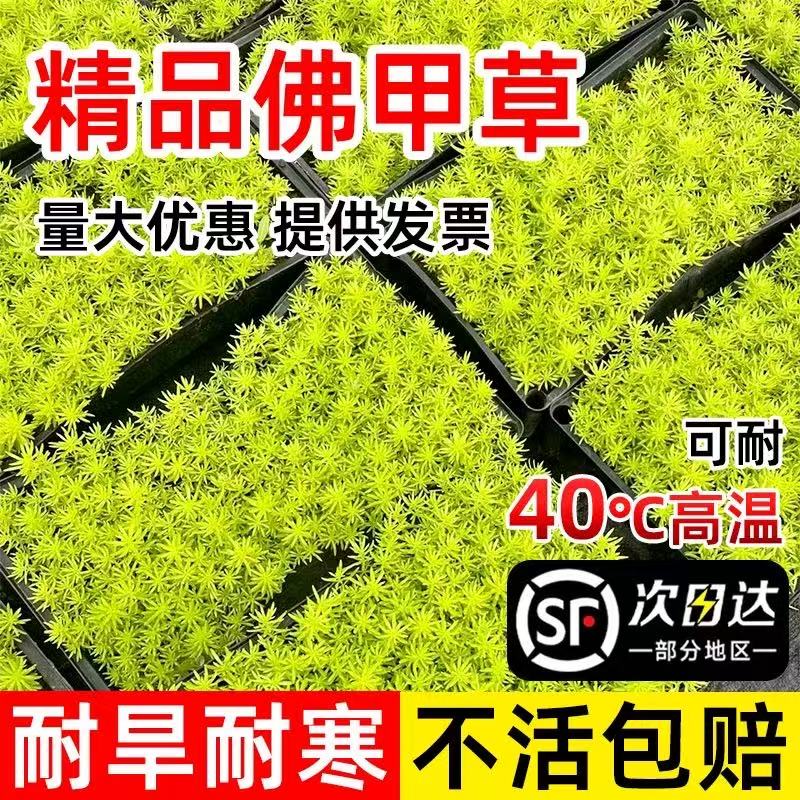 黄金佛甲草地被植物造景花卉