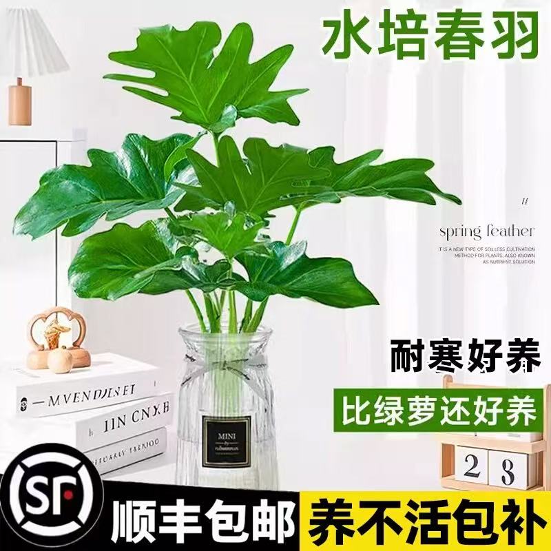 水培春羽四季好养植物