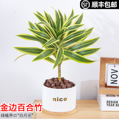 四季好养阳台书房办公桌盆栽