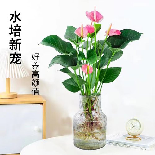 月畅粉掌红掌四季好养