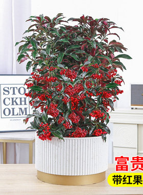 富贵籽盆栽金玉满堂植物耐寒富贵子花卉室内植物带果发货年宵花