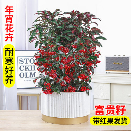 【带果发货】富贵籽年宵花