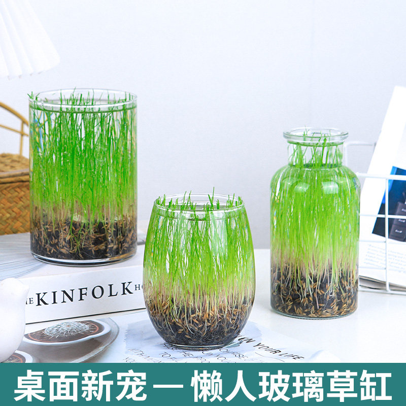 水培植物鱼缸水草植物玻璃透明真草种子生态花瓶造景微景观diy