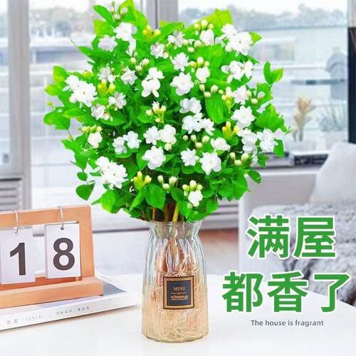 带花发货茉莉水培植物盆栽