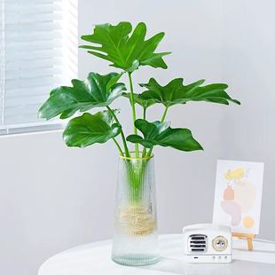 水培植物春羽盆栽耐阴易活室内龟背竹春雨绿植常青好养办公桌植物