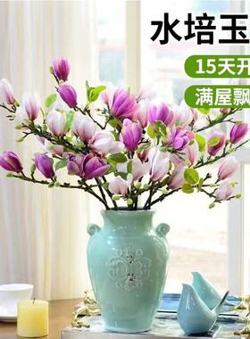 水培花卉绿植白玉兰室内植物好养干枝带花苞鲜切盆栽鲜花桌面插花