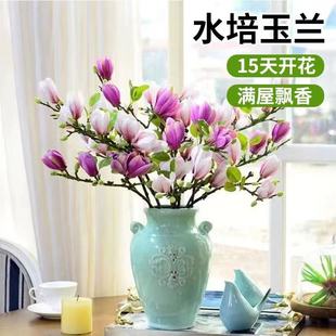 水培花卉绿植白玉兰室内植物好养干枝带花苞鲜切盆栽鲜花桌面插花