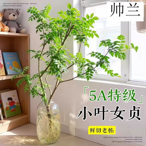小叶女贞水培老桩造型水养