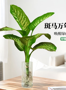 【斑马万年青】耐阴网红植物