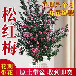 松红梅盆栽带花三色梅澳洲雪梅花大苗一树多色耐寒绿植好养花卉