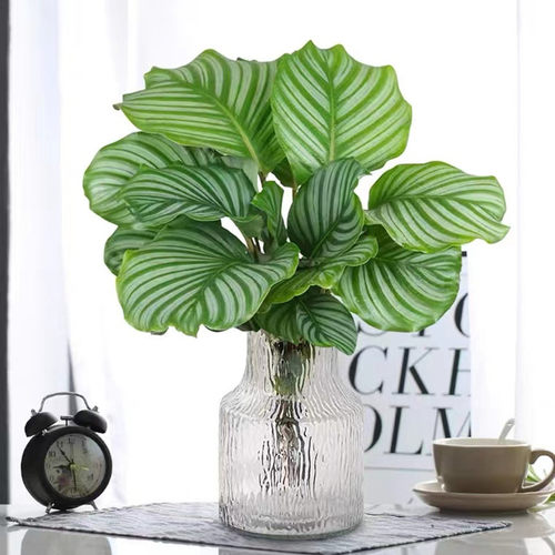 青苹果竹芋室内桌面四季好养