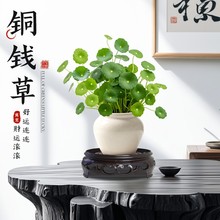 水培植物铜钱草盆栽室内小绿植客厅办公桌金钱草摆件四季好养花卉