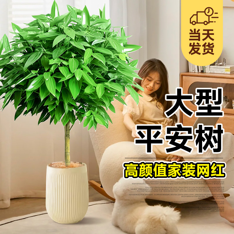 平安树室内客厅四季好养植物