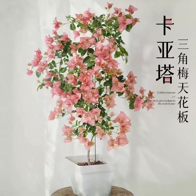 三角梅盆栽树苗卡亚塔四季循环开不甜西瓜花阳台庭院爬藤花卉好活