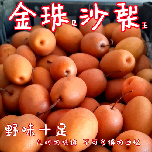 洛宁金珠果沙梨子新鲜现摘包邮