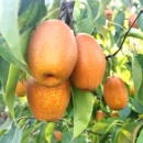 正宗洛宁金珠沙梨水果精品咳嗽秋月梨现摘现发秋水梨一级红梨