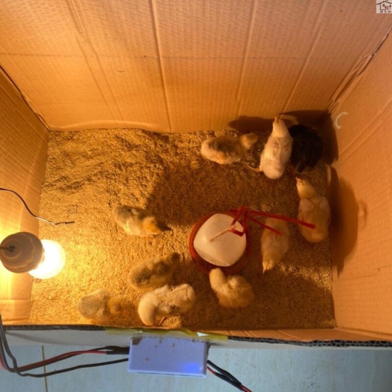 小鸡保温箱自动控温鹌鹑保v温箱宠物育雏保温自动加热育雏设备
