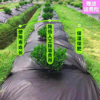 水生蔬菜网价格 水生蔬菜网图片 星期三