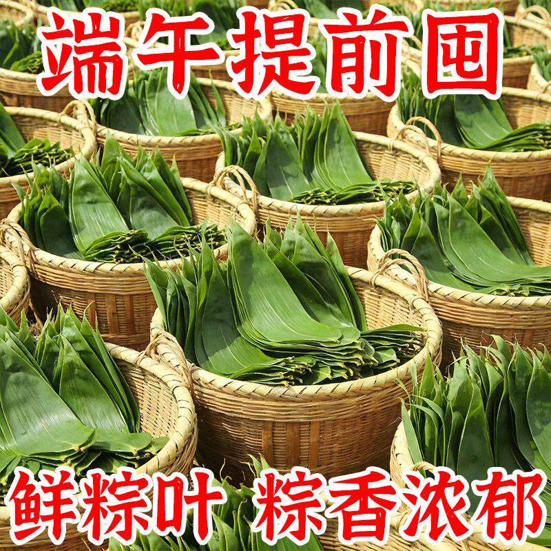 【真空包装】新鲜粽叶正宗家用大粽叶粽子叶端午节包粽子湿大粽叶