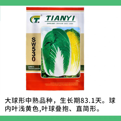 大白菜种籽金翡翠黄心大白菜种子
