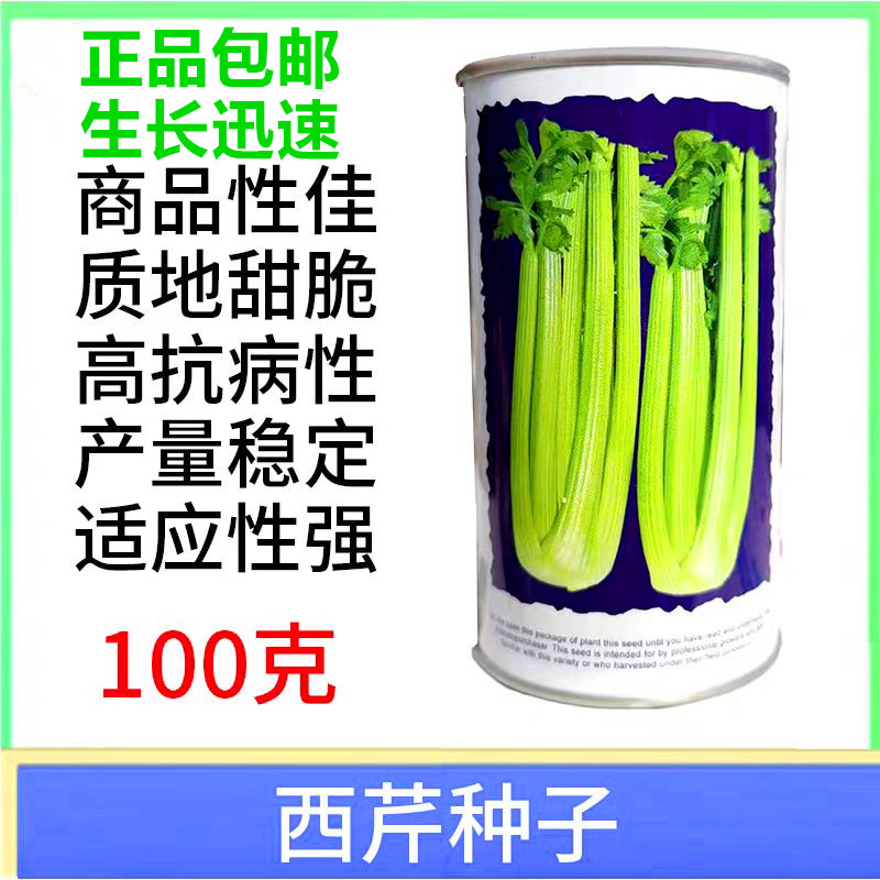 优质钻石西芹种子文图拉西芹种籽