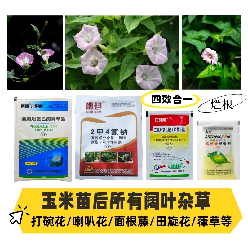 草坪玉米田旋花专用除草剂阔叶草