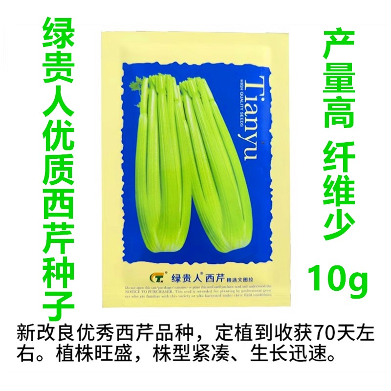 四季西芹种子北京天一绿贵人芹菜