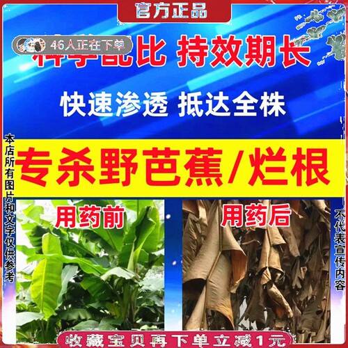 阔叶专杀野芭蕉树除草剂烂根神器