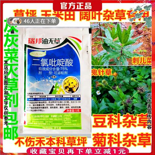 灰灰菜二氯吡啶酸刺菜菊科除草剂