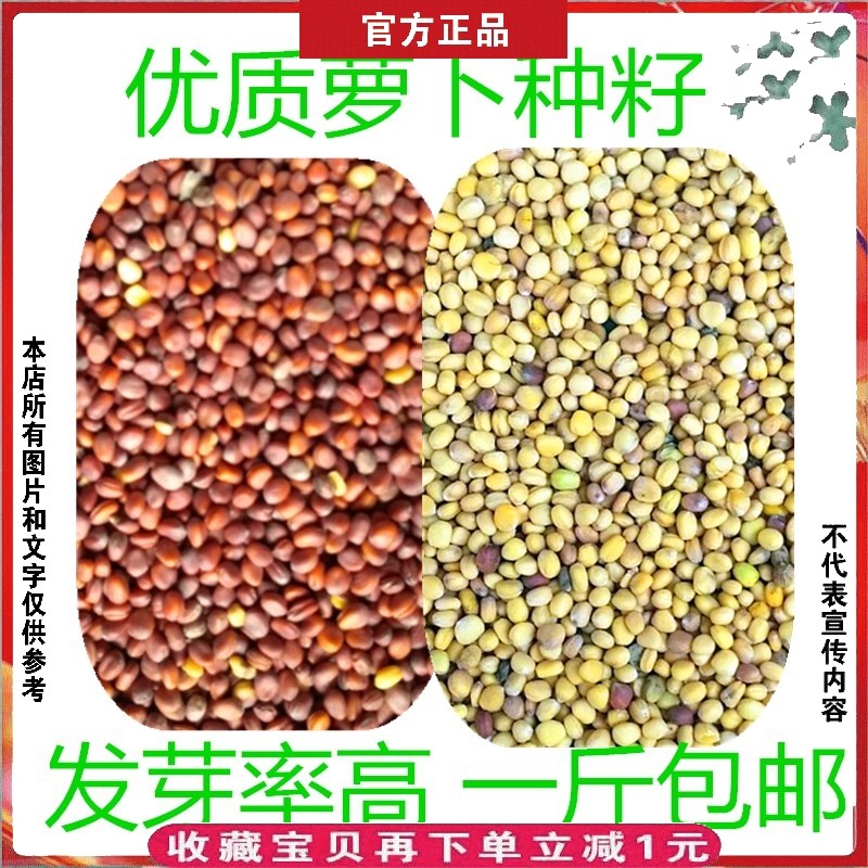 萝卜种籽孑蔬菜种芽苗菜子散装萝卜种子萝卜苗种子500g中药材食用_虎窝淘