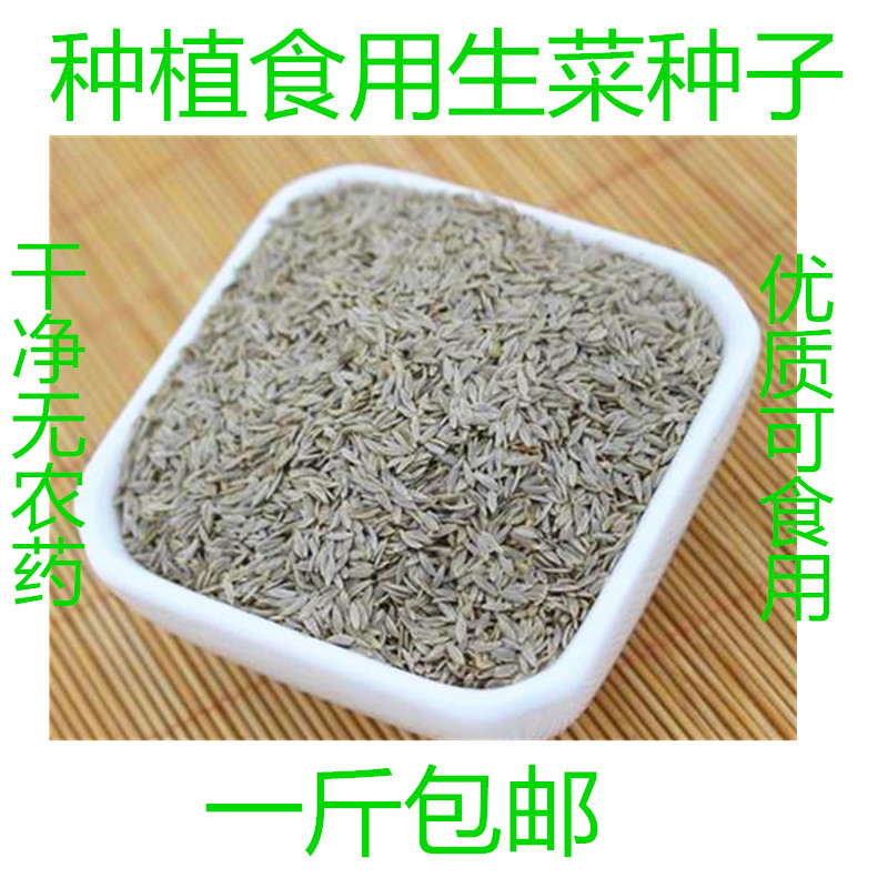 散装优质食用生菜种子油麦玻璃生菜籽营养健康可种植蔬菜种子500g
