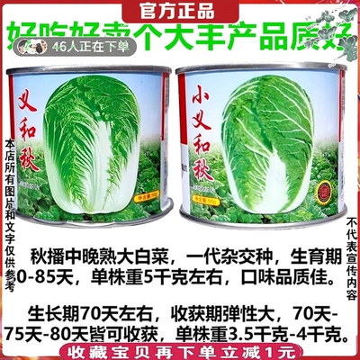胶州大白菜种子50克抗病高产适宜