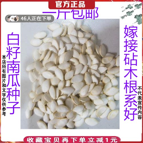沾木杂交新鲜白籽南瓜种子种籽西瓜甜瓜黄瓜嫁接砧木抗病虫根系好 - 封面