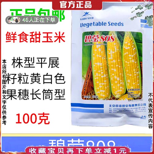 碧莹808甜水果玉米种子蔬菜100克