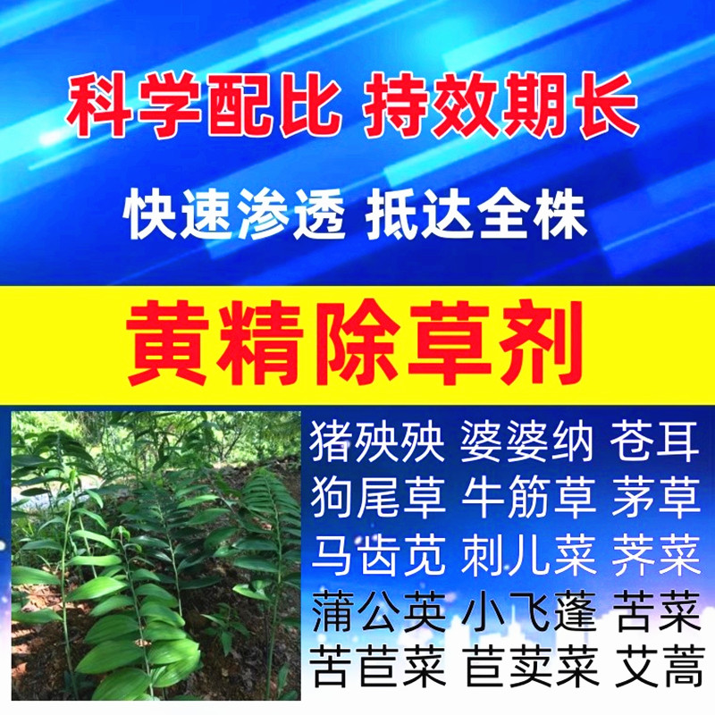 毛知母玉竹黄精苗除草剂禾阔双除图片