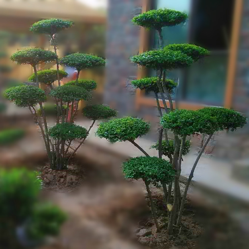 小叶女贞造型盆景树桩树苗庭院别墅绿化点缀花卉