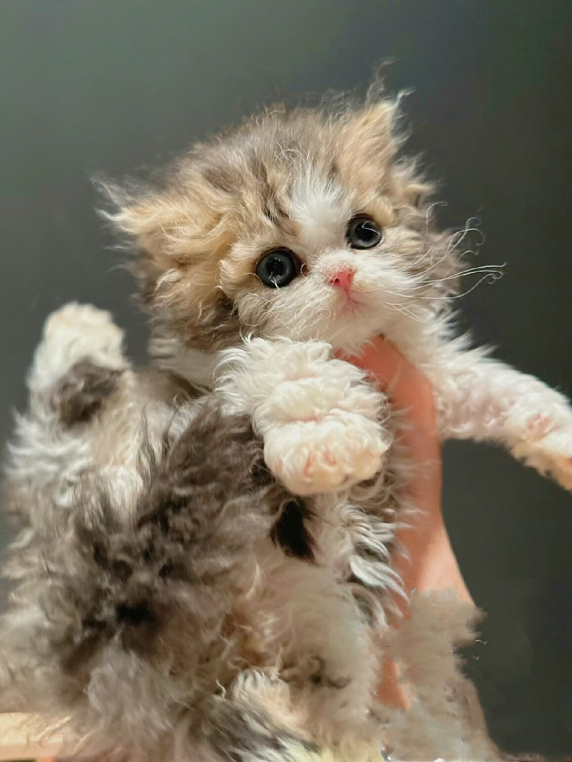 赛尔凯克卷毛猫纯种幼猫粘人纯合子不掉毛血统羊羔毛宠物猫咪活体