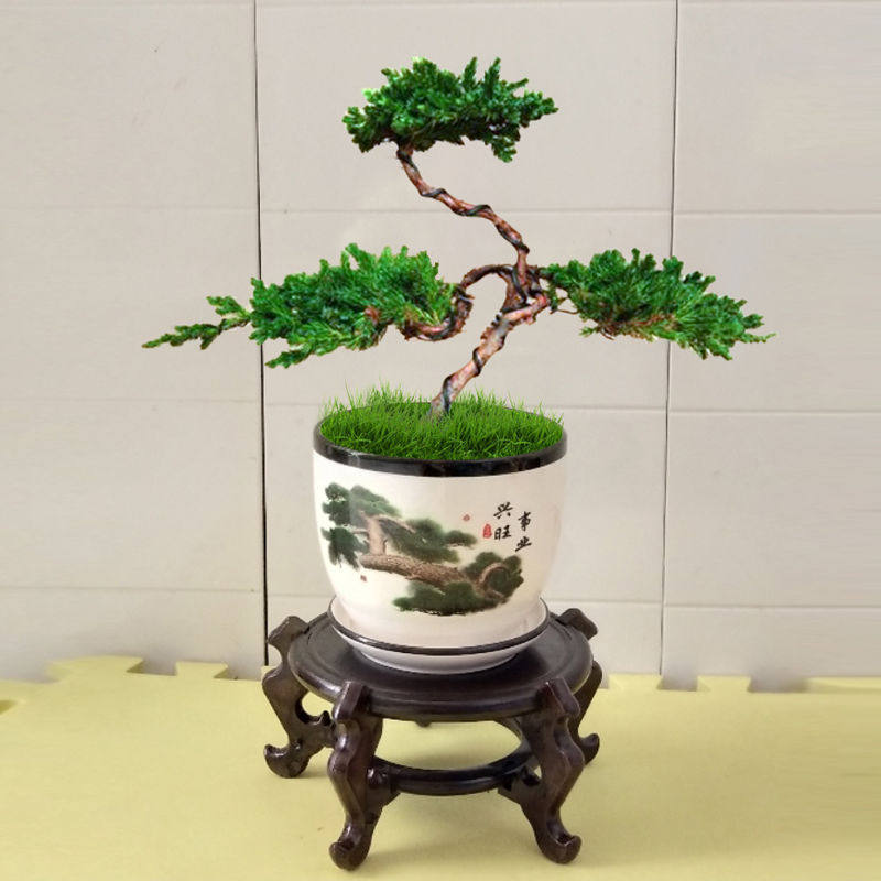 真小松树盆栽植物迎客松价格 真小松树盆栽植物迎客松图片 星期三