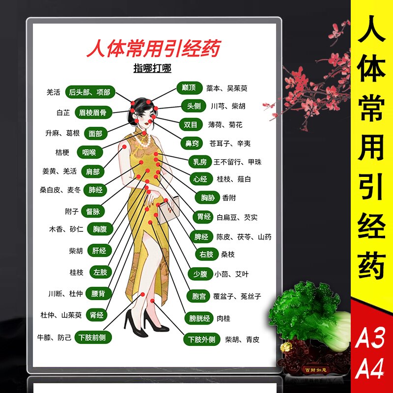 人体常用引经药 中医基础知识图解学习塑封防水速记卡片图片