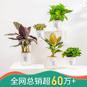 盆栽室内新房净化空气好养水培花卉