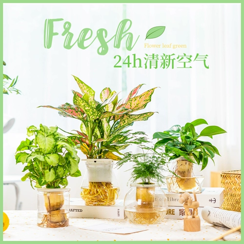 Гидропонный растение в помещении и зеленых растениях.