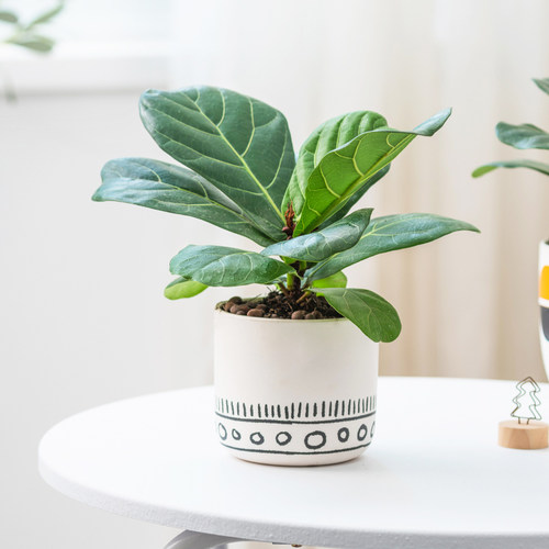 四季青植物价格 四季青植物图片 星期三