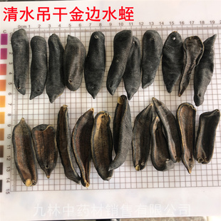 无盐清水吊干水蛭50克/500克 野生宽体金边蚂蟥干 中药材水蛭