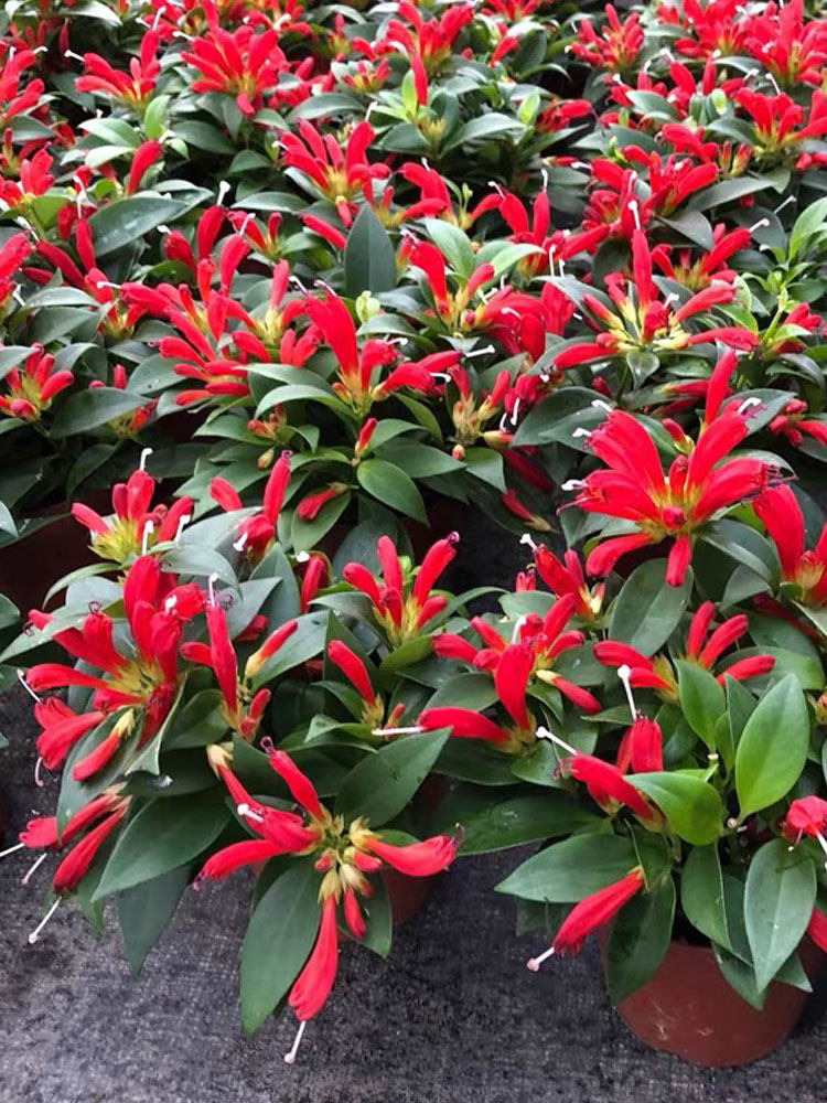 凤凰还巢盆栽直立口红花吊兰带花苞阳台庭院花卉四季常青好养植物