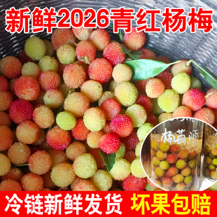 新鲜2026杨梅鲜果泡酒专用酸杨梅新鲜青红杨梅泡酒果子新鲜现摘