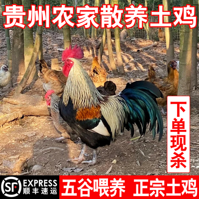 贵州正宗土鸡农家粮食散养老母鸡孕妇月子走地鸡跑山草鸡新鲜现杀