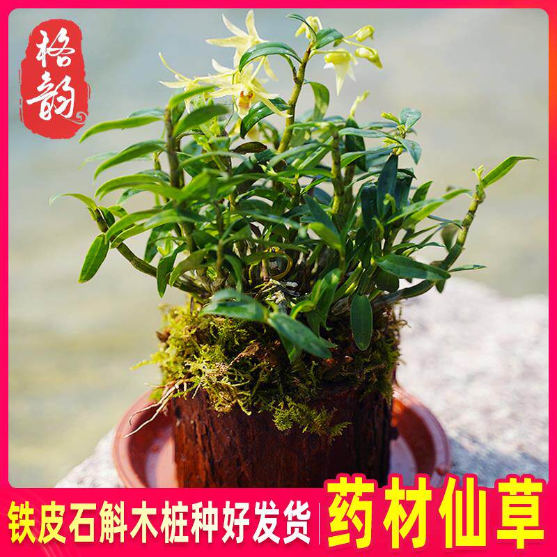 可食用铁皮石斛苗木桩种植苗栽好3年中药材石斛花卉石斛兰科盆 栽